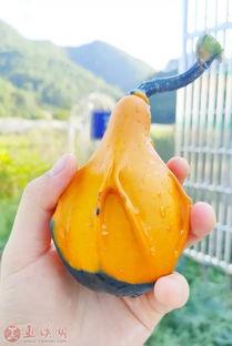 吃瓜认证,吃瓜认证，带你走进明星幕后生活