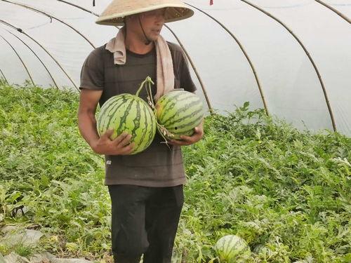 信阳同事吃瓜现场,揭秘办公室八卦风云