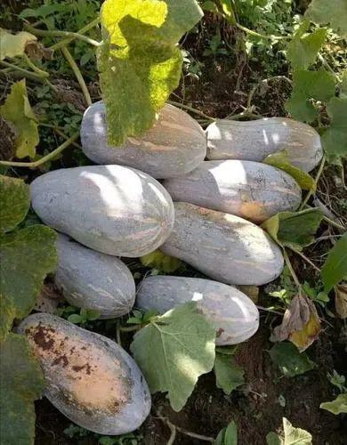 农村常吃吗瓜,揭秘常吃吗瓜的独特魅力