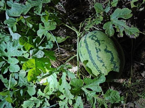 梦见去瓜地偷瓜并吃瓜,瓜地偷瓜的甜蜜诱惑