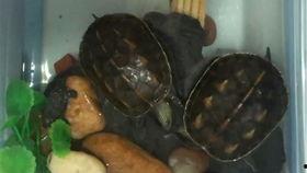 小乌龟解压吃瓜,趣味生活瞬间