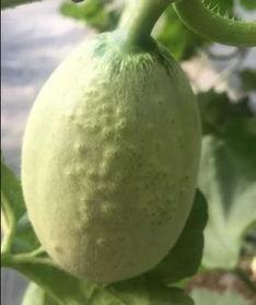 吃瓜群众网纹,网络舆论场中的独特现象