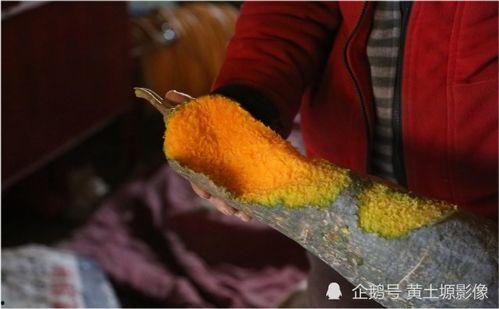 防止鸟吃瓜,守护丰收的秘密武器