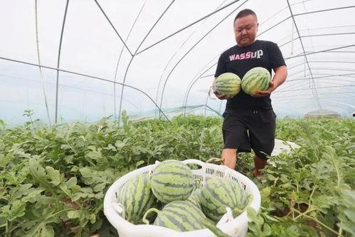 瓜田里吃瓜的视频,一场别开生面的吃瓜直播