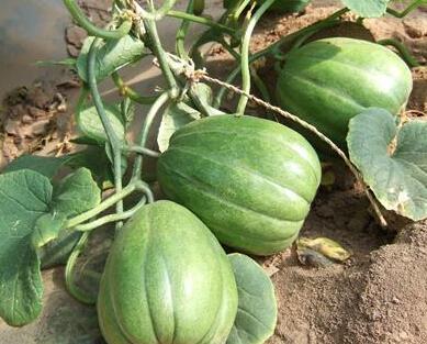 老盖吃瓜不信瓜,探寻网络热语的背后真相