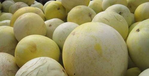 减肥可以吃白兰瓜吗,健康美味两不误