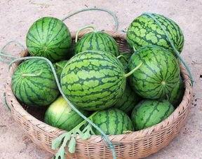 北方夏天吃的瓜,北方夏日瓜果盛宴