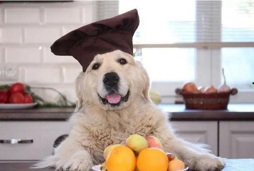 狗吃哈密瓜咳嗽,宠物饮食安全引关注