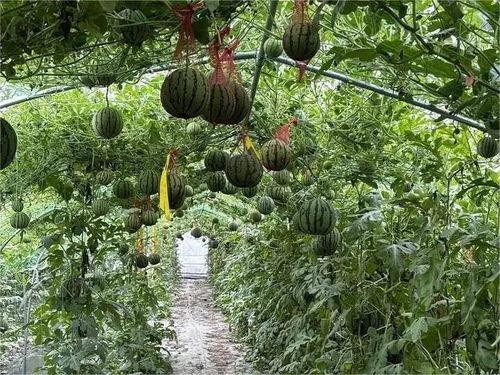 浙江农村吃瓜,瓜果飘香，共享田园生活